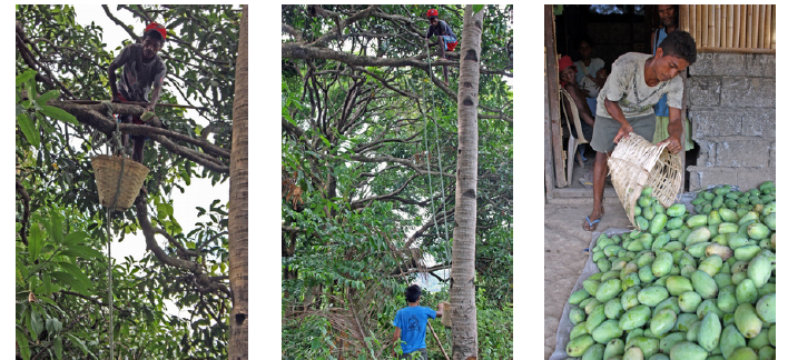 Aeta people harvesting the mangos